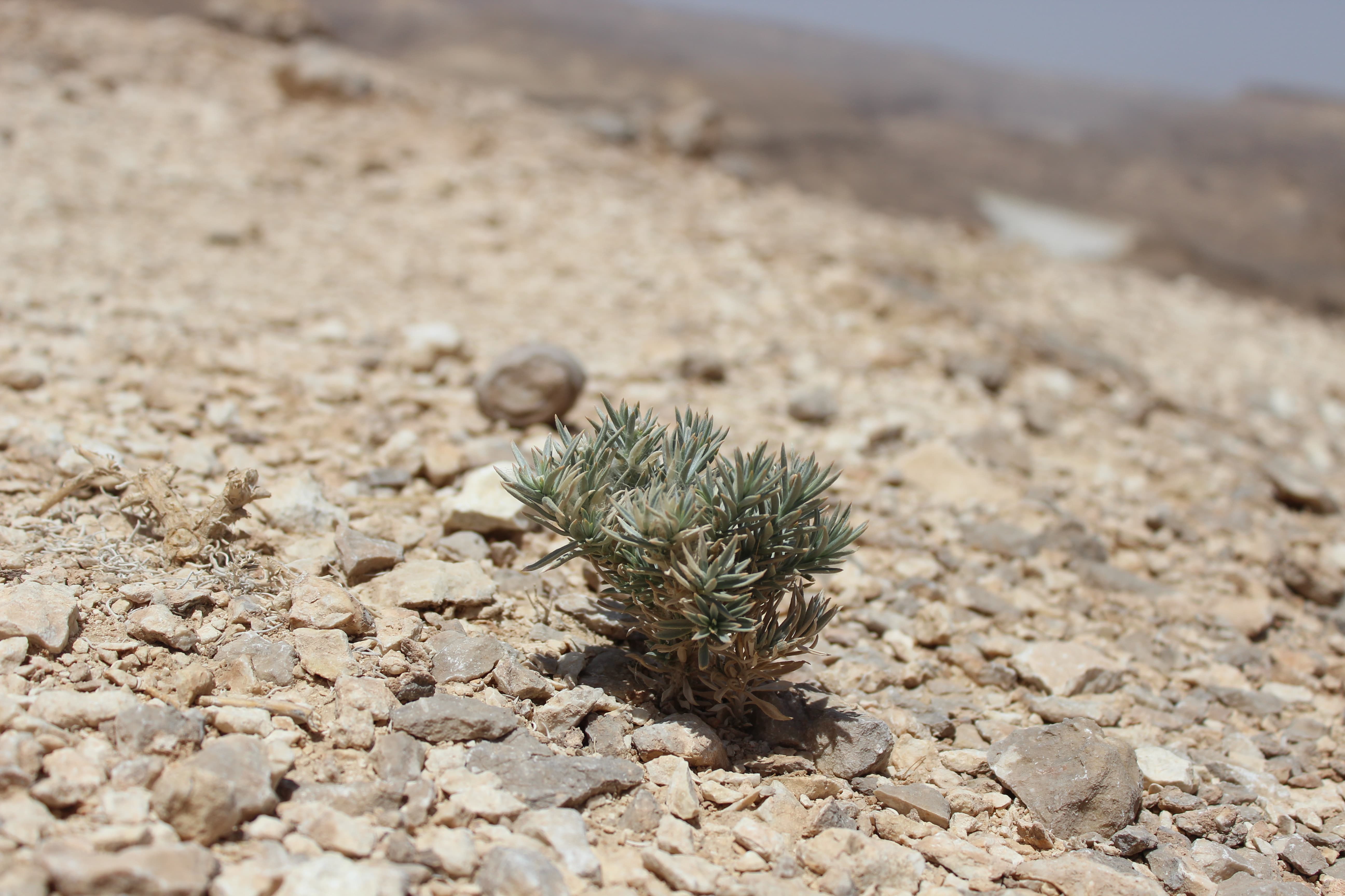 Plant Image